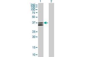 Western Blot analysis of PDHB expression in transfected 293T cell line by PDHB MaxPab polyclonal antibody. (PDHB antibody  (AA 1-359))
