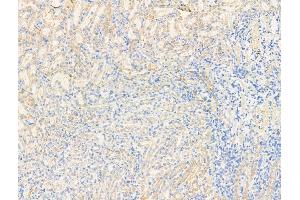 ABIN7094563 and ABIN7098612 at 1/100 staining Rat kidney tissue by IHC-P.