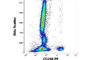 Flow cytometry surface staining pattern of human peripheral whole blood stained using anti-human CD268 (11C1) PE antibody (10 μL reagent / 100 μL of peripheral whole blood). (TNFRSF13C antibody  (PE))