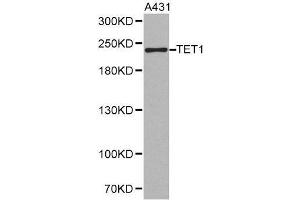 Western blot analysis of extracts of A431 cell lines, using TET1 antibody. (TET1 antibody)