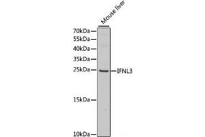 Western blot analysis of extracts of Mouse liver using IFNL3 Polyclonal Antibody at dilution of 1:1000. (IL28B antibody)