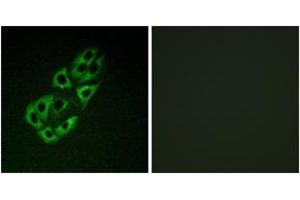 Immunofluorescence (IF) image for anti-Single-Stranded DNA Binding Protein 1 (SSBP1) (AA 99-148) antibody (ABIN2889551) (SSBP1 antibody  (AA 99-148))