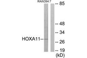 Western blot analysis of extracts from RAW264. (HOXA11/D11 antibody  (AA 216-265))