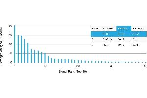 Protein Array (PAr) image for anti-Urocortin 3 (UCN3) antibody (ABIN7456146) (UCN3 antibody)