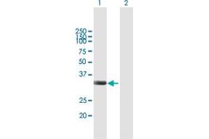 Western Blot analysis of IFI35 expression in transfected 293T cell line by IFI35 MaxPab polyclonal antibody.