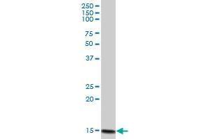 G1P2 MaxPab polyclonal antibody. (ISG15 antibody  (AA 1-165))