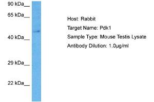 Host: Rabbit Target Name: PDK1 Sample Tissue: Mouse Testis Antibody Dilution: 1ug/ml