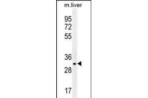 JAZF1 Antibody (N-term) (ABIN655639 and ABIN2845117) western blot analysis in mouse liver tissue lysates (35 μg/lane).
