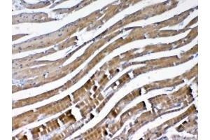 IHC testing of FFPE mouse heart tissue with VEGFB antibody at 1ug/ml. (VEGFB (VEGF2) antibody)
