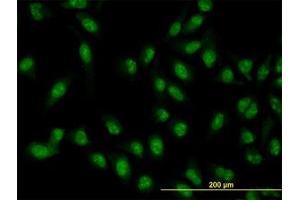 Image no. 3 for anti-XPA Binding Protein 2 (XAB2) (AA 1-856) antibody (ABIN599281) (XAB2 antibody  (AA 1-856))