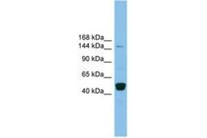 Image no. 1 for anti-PR Domain Containing 10 (PRDM10) (AA 1079-1128) antibody (ABIN6744685) (PRDM10 antibody  (AA 1079-1128))