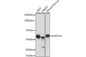 Western blot analysis of extracts of various cell lines, using HSP Rabbit mAb (ABIN1679173, ABIN3015940, ABIN3015941 and ABIN7101465) at 1:1000 dilution. (HSPA14 antibody)