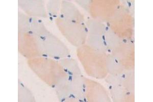 IHC-P analysis of Mouse Tissue, with DAB staining. (TNNT1 antibody  (AA 1-261))