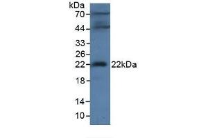 MFAP2 Antikörper  (AA 32-178)