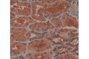 Used in DAB staining on fromalin fixed paraffin- embedded kidney tissue (BPNT1 antibody  (AA 7-308))
