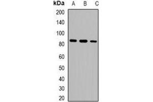 Western blot analysis of USP1 expression in HEK293T (A), NIH3T3 (B), H9C2 (C) whole cell lysates. (USP1 antibody)