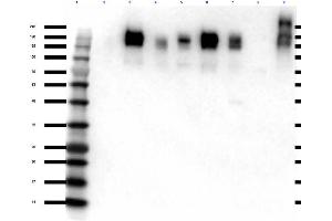 Western Blot of Rabbit anti-ZO-1 antibody Western Blot of Rabbit Anti-ZO-1 Antibody. (TJP1 antibody)