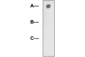 1 µg peptide was blot onto NC membrane (A: LRP5 (pT1492); B: LRP5 (non-phospho); C: Non-related phosphopeptide) was blotted by LRP5 (phospho T1492) polyclonal antibody  at 1:2000 dilution. (LRP5 antibody  (pThr1492))