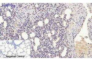 Immunohistochemical analysis of paraffin-embedded rat lung tissue. (HMGB1 antibody  (N-Term))