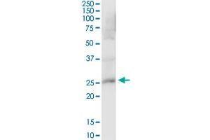 PRDX4 MaxPab polyclonal antibody. (Peroxiredoxin 4 antibody  (AA 1-271))