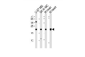 Western blot analysis of lysates from U-87 MG, SK-N-MC cell line, human heart and mouse heart tissue(from left to right), using HES5 Antibody (Center) (ABIN6243697 and ABIN6577744). (HES5 antibody  (AA 81-115))
