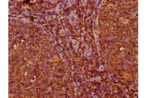 IHC image of ABIN7156094 diluted at 1:200 and staining in paraffin-embedded human tonsil tissue performed on a Leica BondTM system. (IGKC antibody  (AA 1-107))