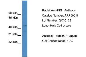 WB Suggested Anti-ING1  Antibody Titration: 0. (ING1 antibody  (N-Term))