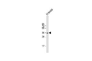 Anti-WBP2NL Antibody (N-term) at 1:1000 dilution + human testis lysate Lysates/proteins at 20 μg per lane. (WBP2NL antibody  (N-Term))