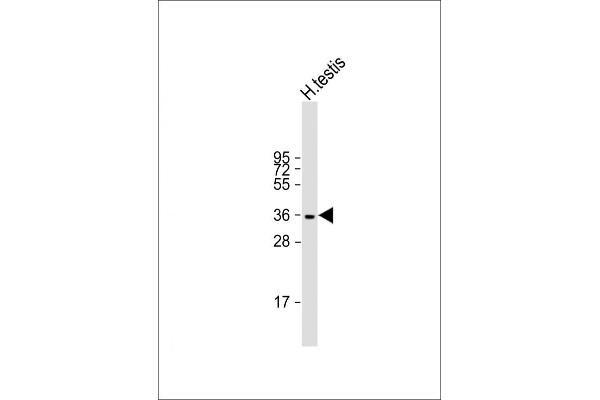 WBP2NL antibody  (N-Term)