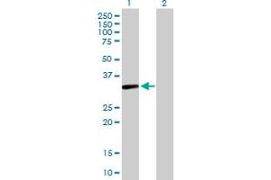Western Blot analysis of S1PR4 expression in transfected 293T cell line by S1PR4 MaxPab polyclonal antibody. (S1PR4 antibody  (AA 1-384))