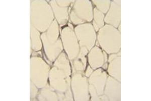 Immunohistochemistry analysis in formalin fixed and paraffin embedded human adipose tissue reacted with Fibulin-7 Antibody (N-term) followed by peroxidase conjugation of the secondary antibody and DAB staining.