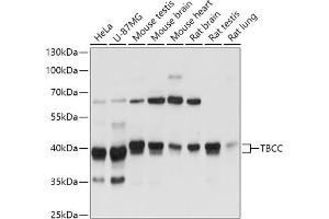 Western blot analysis of extracts of various cell lines, using TBCC antibody (ABIN7271029) at 1:3000 dilution. (TBCC antibody  (AA 1-346))