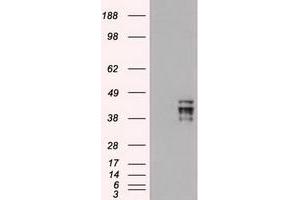 Image no. 2 for anti-POU Class 5 Homeobox 1 (POU5F1) antibody (ABIN1500354) (OCT4 antibody)