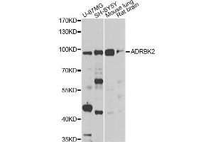 Western blot analysis of extracts of various cell lines, using ADRBK2 antibody. (ADRBK2 antibody)