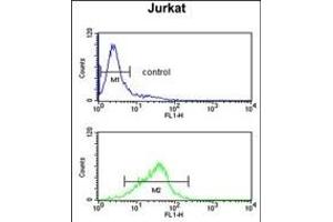 RBM14 Antibody (Center) (ABIN650783 and ABIN2839556) flow cytometric analysis of Jurkat cells (bottom histogram) compared to a negative control cell (top histogram). (RBM14 antibody  (AA 193-223))