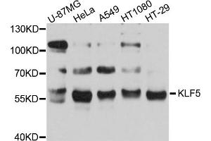 Western blot analysis of extracts of various cell lines, using KLF5 antibody (ABIN5971537) at 1/1000 dilution. (KLF5 antibody)