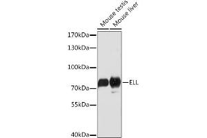 Western blot analysis of extracts of various cell lines, using ELL Rabbit pAb (ABIN7266923) at 1:1000 dilution. (ELL antibody  (AA 350-450))