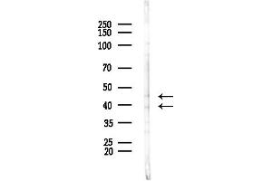 Western blot analysis of lysates from Mouse testis, using CBX6 Antibody at 1/1000 dilution.