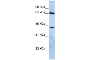 WB Suggested Anti-USP3 Antibody Titration:  0. (USP3 antibody  (Middle Region))