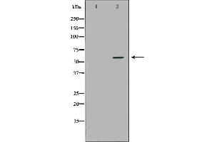 NCF2 antibody  (N-Term)