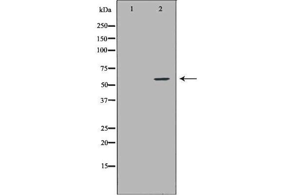 NCF2 抗体  (N-Term)