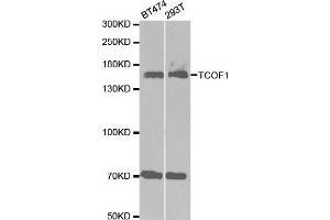 Western blot analysis of extracts of various cell lines, using TCOF1 antibody. (TCOF1 antibody  (AA 659-958))