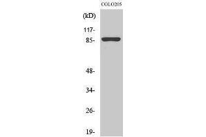 Western Blotting (WB) image for anti-Calnexin (CANX) (Ser196) antibody (ABIN3183630) (Calnexin antibody  (Ser196))