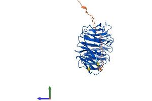 AlphaFold protein structure predicition of Mouse Recombinant Strap Protein, UniprotID Q9Z1Z2 (STRAP Protein (AA 1-350) (His tag))