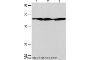 Western blot analysis of NIH/3T3 , Hela and 293T cell, using AIFM1 Polyclonal Antibody at dilution of 1:600 (AIF antibody)