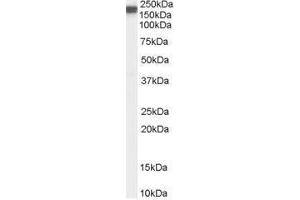 Image no. 1 for anti-Nitric Oxide Synthase 1, Neuronal (NOS1) (C-Term) antibody (ABIN374142) (NOS1 antibody  (C-Term))