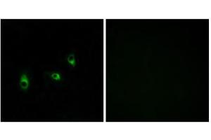 Immunofluorescence analysis of MCF-7 cells, using OR10G2 antibody.