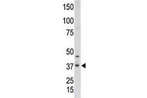Western blot testing of CDX2 antibody and human placenta tissue lysate.
