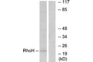 Western blot analysis of extracts from HT-29 cells, using RhoH Antibody. (RHOH antibody  (AA 141-190))