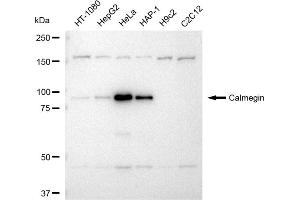 Western blotting analysis using Calmegin antibody (ABIN7797841).